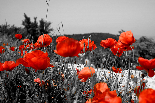 20161013114901_fleurs_3 20161013114901_fleurs_3