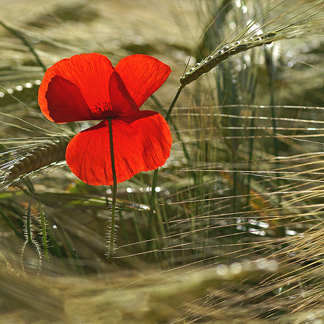 20161013122242_coquelicots5 20161013122242_coquelicots5