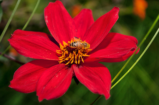 20161013125430_beeredflowerjardindeluxembourg4809 20161013125430_beeredflowerjardindeluxembourg4809