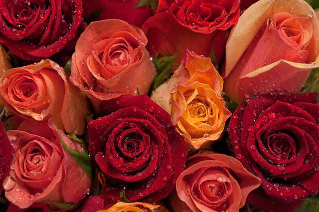 20161013130621_ruesaintantoinerosesdrops2761 20161013130621_ruesaintantoinerosesdrops2761