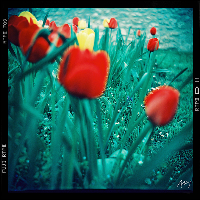 20161013215424_tulipes___copie 20161013215424_tulipes___copie