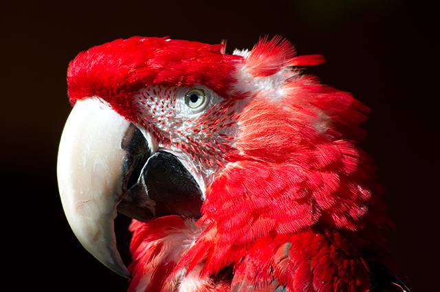 20161013193646_cauvezyvan_red_flammingparrot 20161013193646_cauvezyvan_red_flammingparrot
