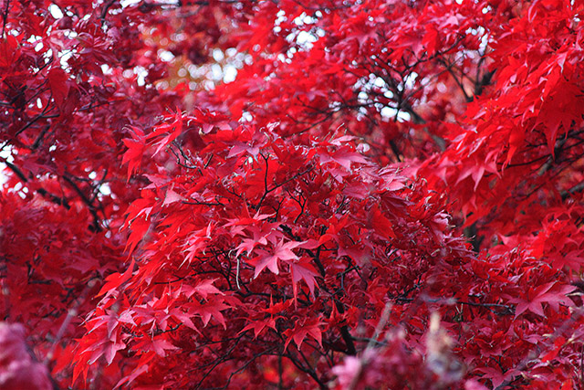 20161014201006_automne_rouge 20161014201006_automne_rouge