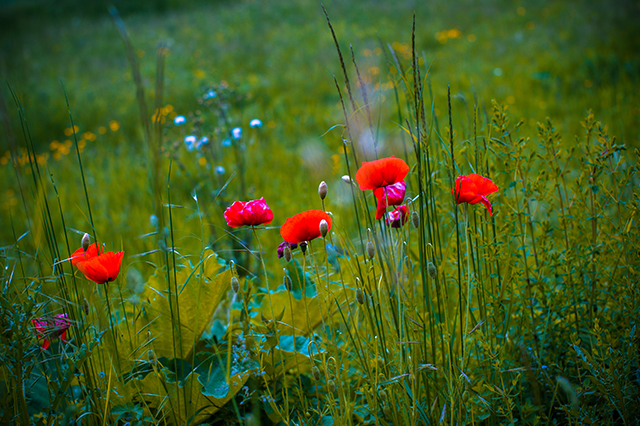 20161015114324_2016_05_27_bord_de_l_oise_04 20161015114324_2016_05_27_bord_de_l_oise_04