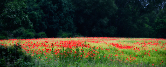 20161015174546_champ_coquelicots 20161015174546_champ_coquelicots
