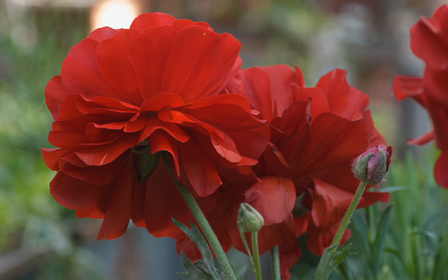 20161016195907_chambre_rouge_01 20161016195907_chambre_rouge_01