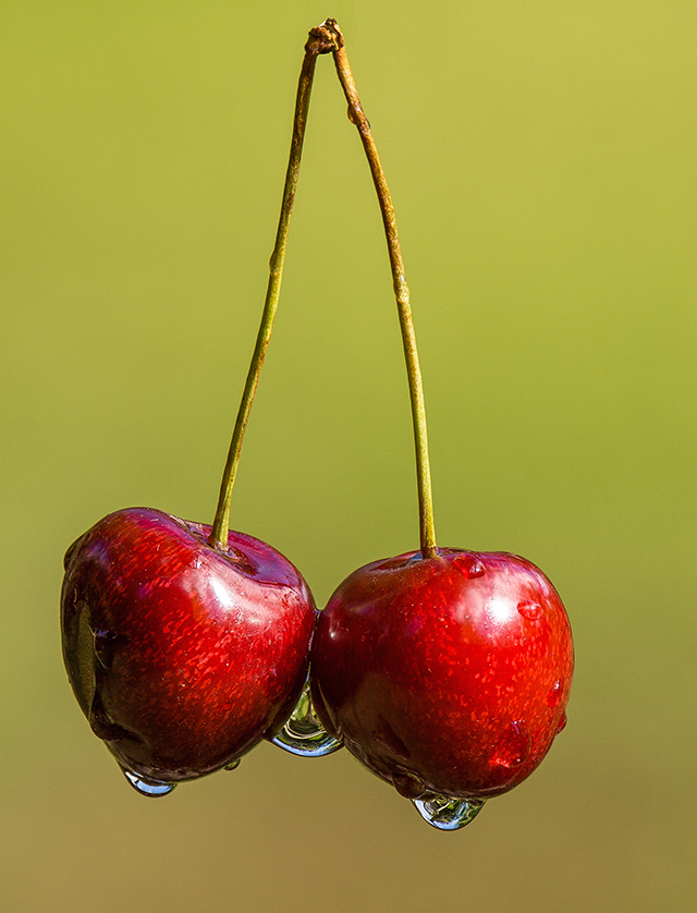 20161017113900_le_temps_des_cerises_4341_catherine_angyan 20161017113900_le_temps_des_cerises_4341_catherine_angyan