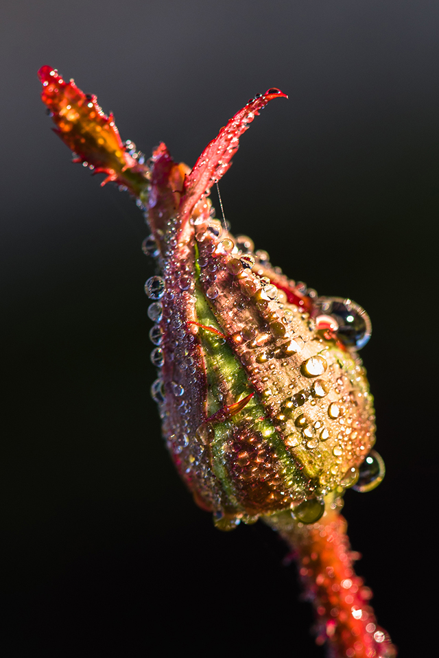 20161017143744_rouge_rosee 20161017143744_rouge_rosee