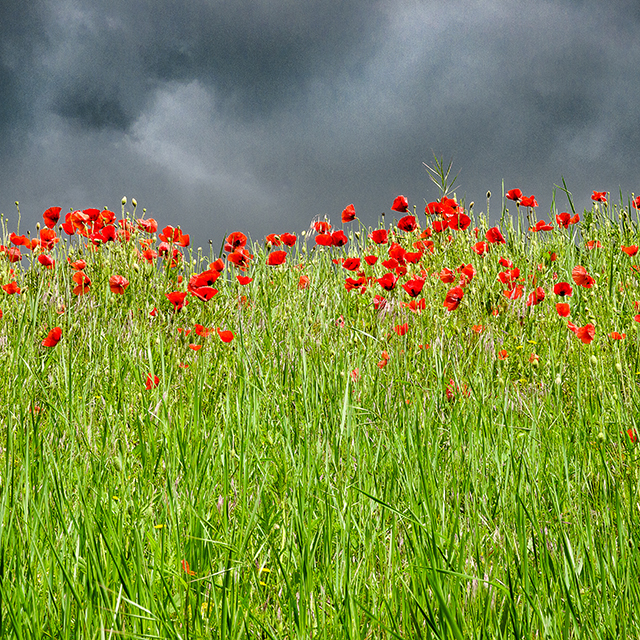 20161016152243_dsc_8379_1_5_cm_ 20161016152243_dsc_8379_1_5_cm_