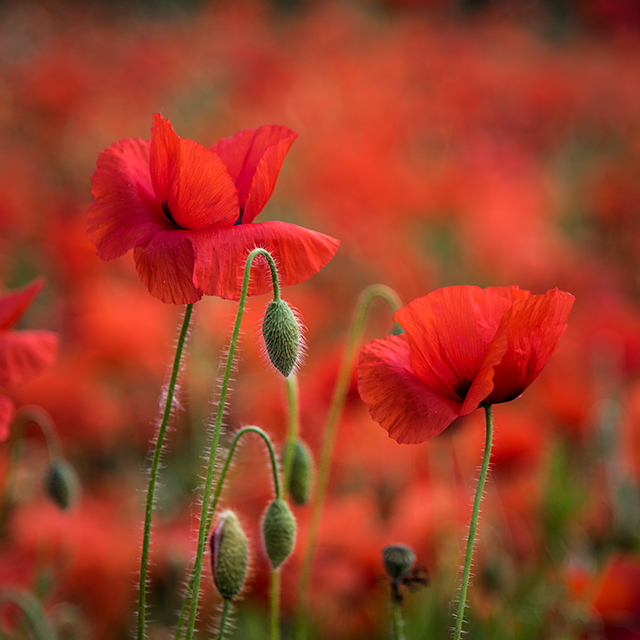 20161016155650_201606015 20161016155650_201606015