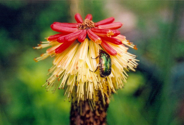 20161018105338_scarabee_3 20161018105338_scarabee_3