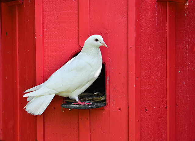 20161018120027_rouge_et_blanc_1 20161018120027_rouge_et_blanc_1