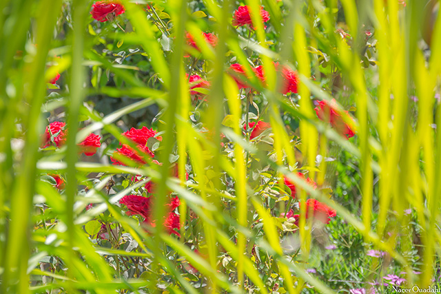 20161018140655_dsc_9057 20161018140655_dsc_9057