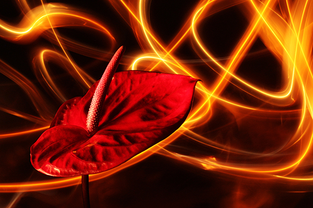 20161018185105_langue_de_feu 20161018185105_langue_de_feu