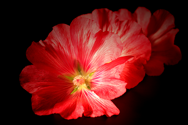 20161019151016_coeur_de_fleurs 20161019151016_coeur_de_fleurs