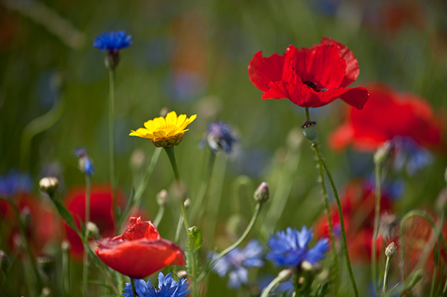 20161020084003_rouge_1 20161020084003_rouge_1