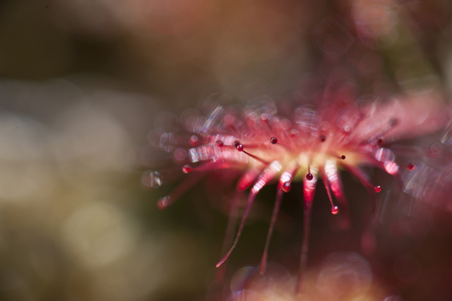 20161020084224_rouge_2 20161020084224_rouge_2