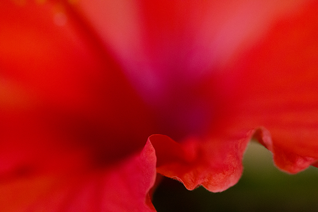 20161021141726_2015_02_14_hibiscus_3 20161021141726_2015_02_14_hibiscus_3