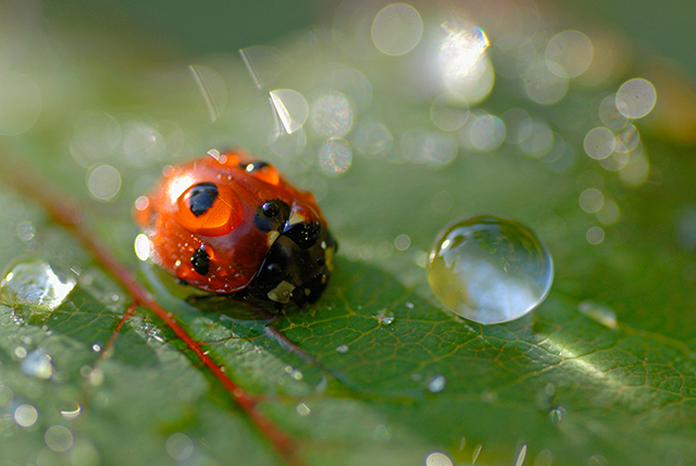 20161022193740_coccinelle_et_perles_de_rosee 20161022193740_coccinelle_et_perles_de_rosee