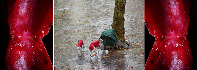 20161023144236_martine_lafon,_l_elegance_de_deux_levriers__2016jpg 20161023144236_martine_lafon,_l_elegance_de_deux_levriers__2016jpg