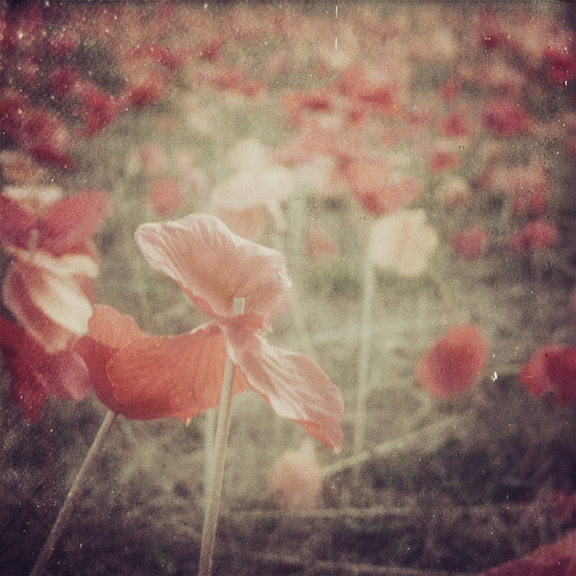 20161023205629_l1280553 20161023205629_l1280553