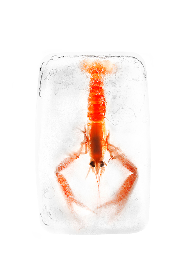 20161021133316_langoustine_dans_la_glace_joy_forgas_deplanche 20161021133316_langoustine_dans_la_glace_joy_forgas_deplanche