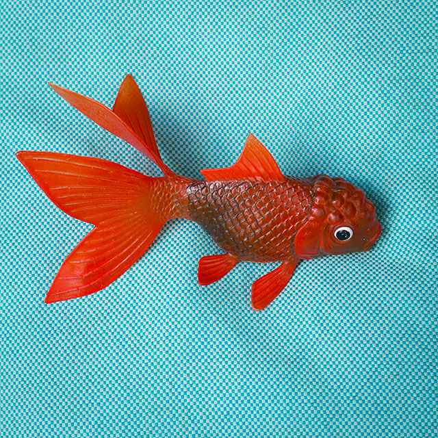 20161023151852_poisson____nathalie_seroux 20161023151852_poisson____nathalie_seroux