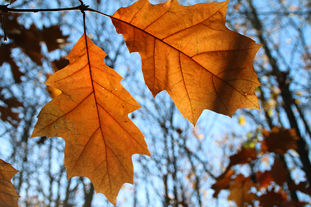 20161024213542_img_8320 20161024213542_img_8320