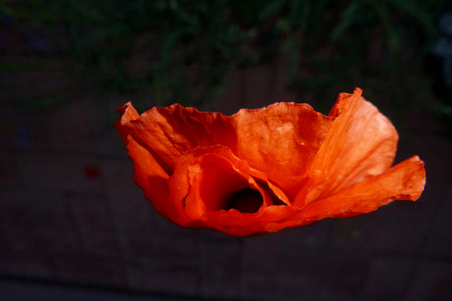 20161024161151_p1120176 20161024161151_p1120176