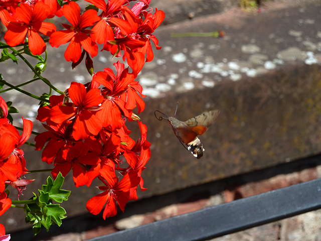 20161024161617_p1140724_1 20161024161617_p1140724_1