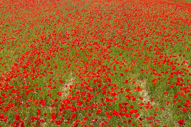 20161024173701_2016_coquelicots 20161024173701_2016_coquelicots