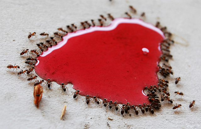 20161024203607_rouge_1frederiquekrommenacker 20161024203607_rouge_1frederiquekrommenacker