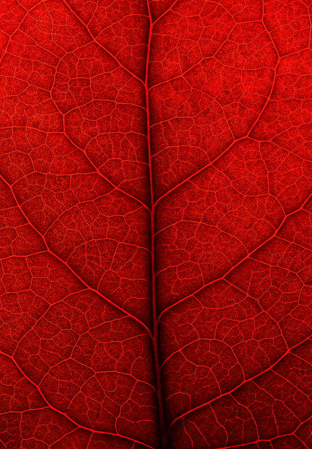 20161024205315_sang_qui_circule_dans_les_veines-2 20161024205315_sang_qui_circule_dans_les_veines-2