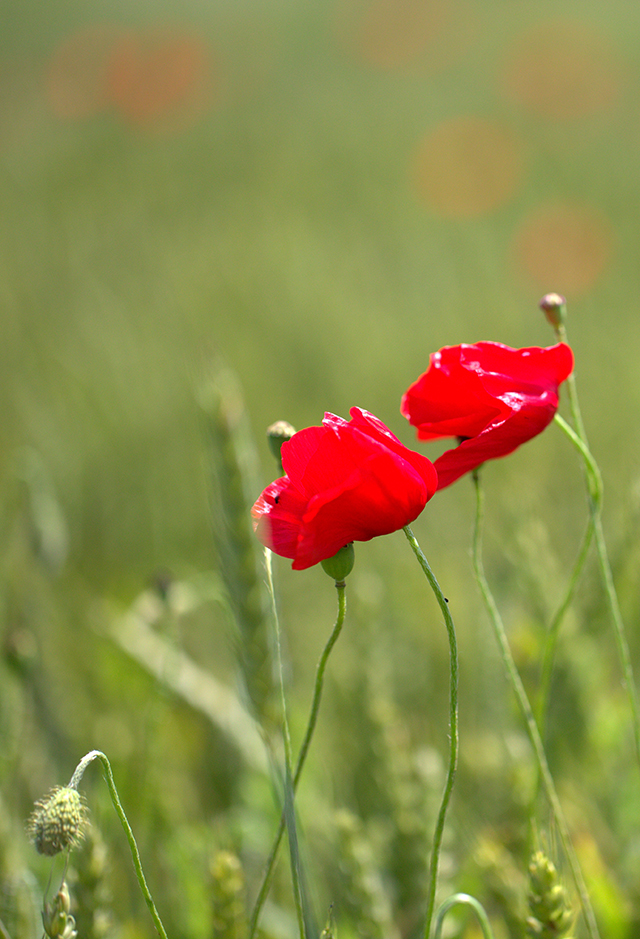 20161024215040__k4a9044_2 20161024215040__k4a9044_2