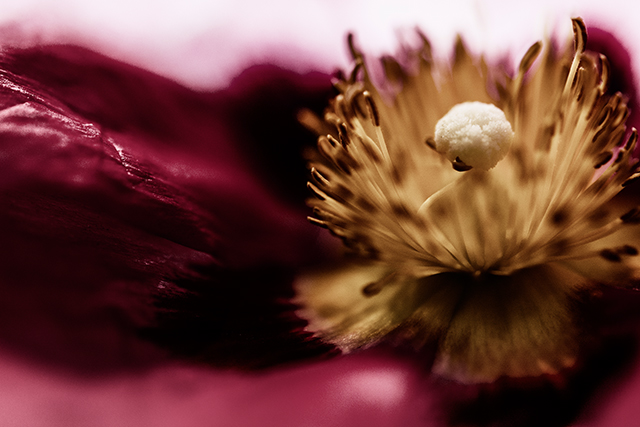 20161024233338_cosmos 20161024233338_cosmos