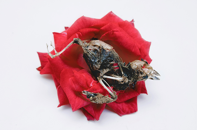 20161024161121_nature_morte 20161024161121_nature_morte