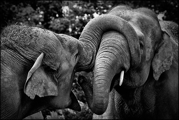Câlin d'éléphants - Franck Rondot Câlin d'éléphants - Franck Rondot