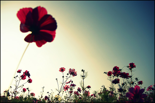Jardin enchanté - Florence Barreau Jardin enchanté - Florence Barreau