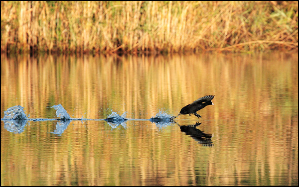 Le sprint - Pierre Marty Le sprint - Pierre Marty