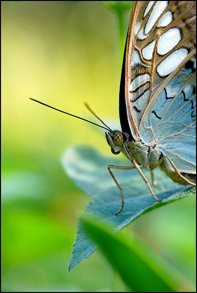 Papillon - Micheline Chiffelle Papillon - Micheline Chiffelle