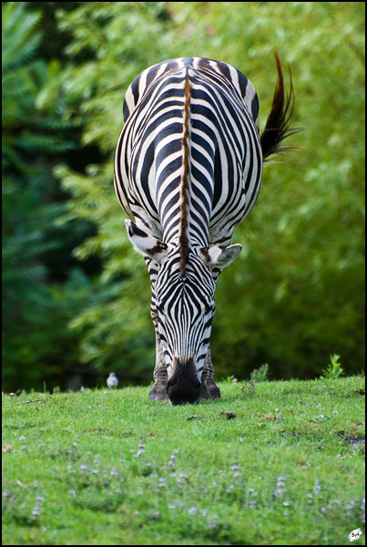 Symétrie - Eric Weyenbergh Symétrie - Eric Weyenbergh