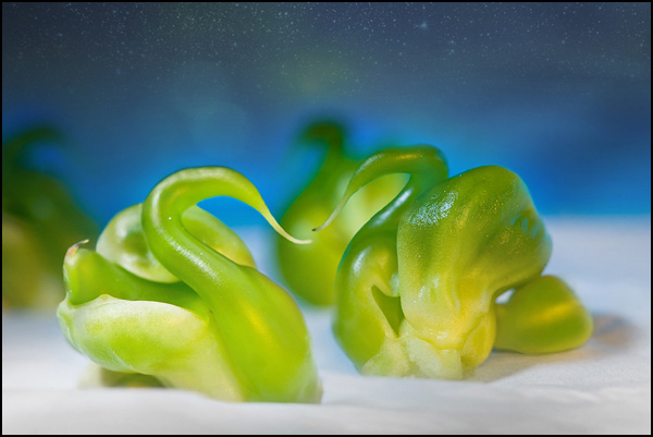 Lac des cygnes - Elson Dmitri Lac des cygnes - Elson Dmitri