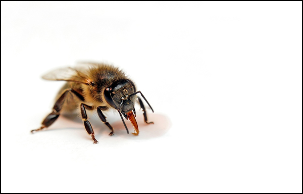 Gourmandise - Olivier Demoustiers Gourmandise - Olivier Demoustiers