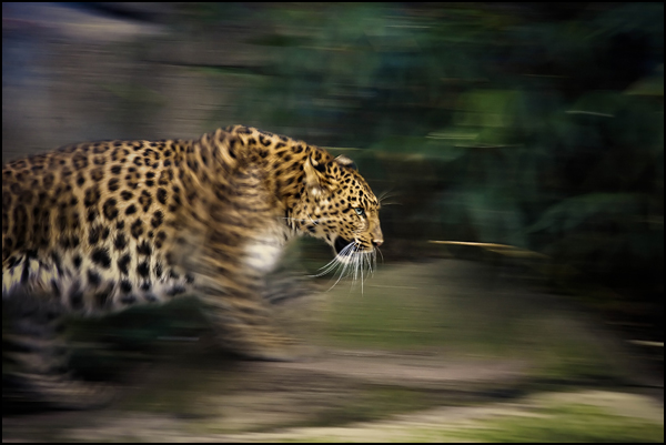 Big Cat - Cliccath Big Cat - Cliccath