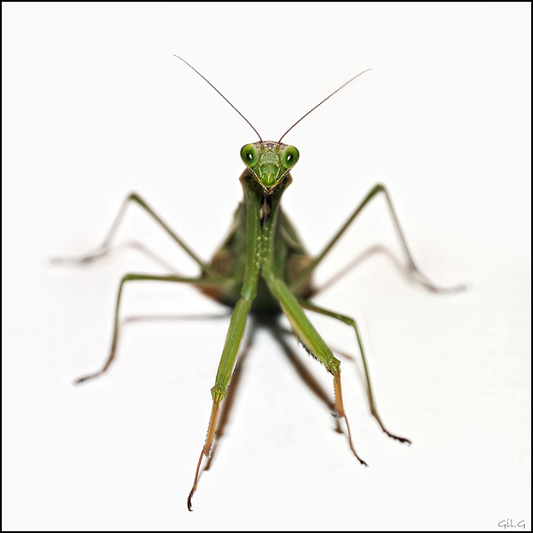 Macro Studio - Gil Gautier