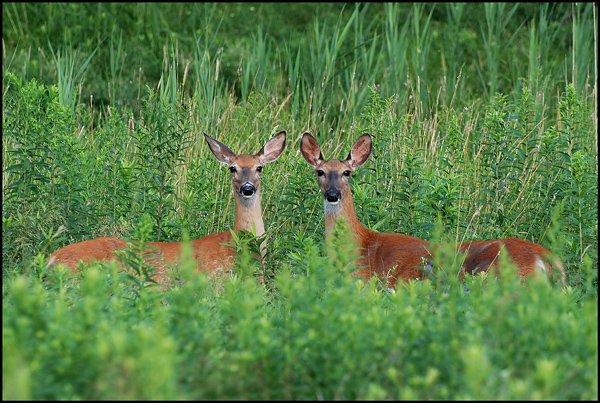 Surprise - François Constantin Surprise - François Constantin