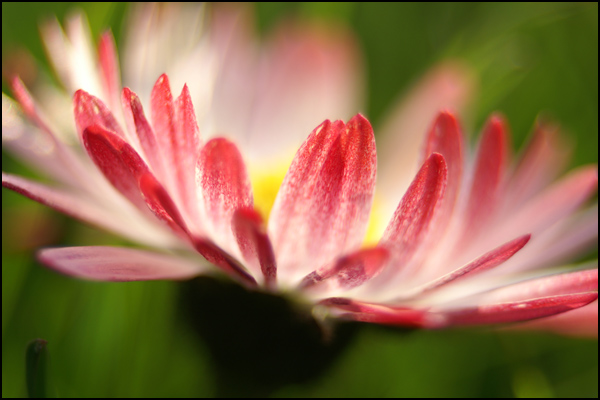 Vive le printemps ! Vive le printemps !