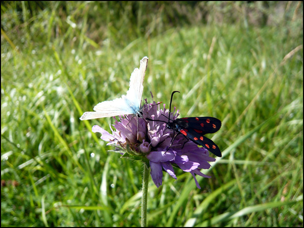 Montagne 2008 Montagne 2008