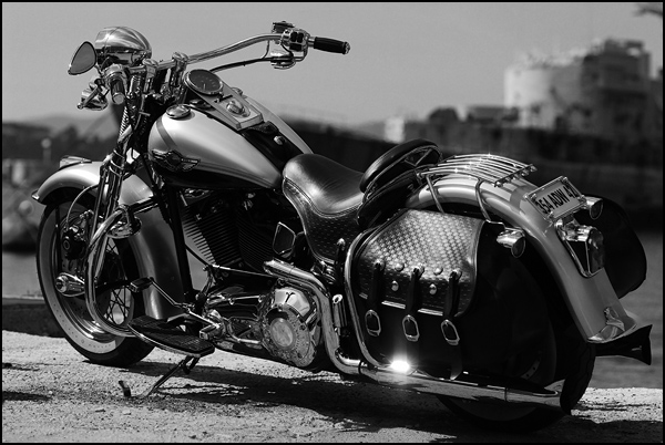 Cash's Springer Anniv' Cash's Springer Anniv'