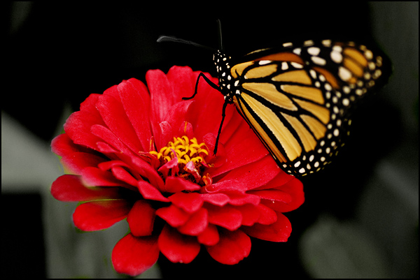 Monarch et la fleur rouge feu Monarch et la fleur rouge feu